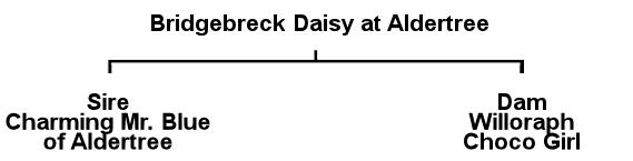 Daisy's Pedigree