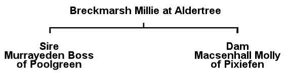 Millie's Pedigree